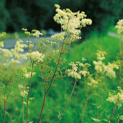 Picture of Herb Meadowsweet (Filipendula Ulmaria)
